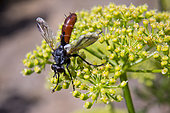 Tachinid fly (Cylindromyia bicolor) on an inflorescence of parsley in summer, Country garden, Lorraine, France