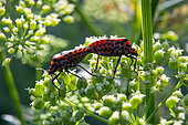 Shield bug (Graphosoma italicum), Mating on an inflorescence of parsley in summer, Country garden, Lorraine, France