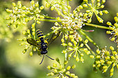 Wasp Cerceris (Cerceris sp) may be (Cerceris sabulosa) on an inflorescence of parsley in summer, Country garden, Lorraine, France