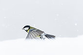 Great tit (Parus major) flying with a seed in winter, Alsace, France