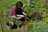 Woman planting wild companion plants