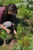Woman planting wild companion plants