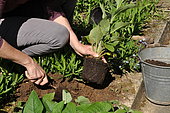 Plantation of wild plants in molehill
