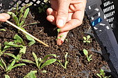 Repiquage de plantes sauvages auxiliaires sur plaque alvéolée. Permet de préserver les racines lors du repiquage