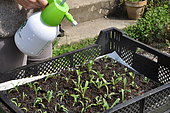 Watering wild companion plants after replanting into a cell tray