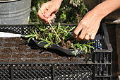 Replanting wild companion plants into a cell tray