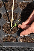 Repiquage de plantes sauvages auxiliaires sur plaque alvéolée. Permet de préserver les racines lors du repiquage