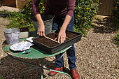 Semis en caissette de plantes sauvages auxiliaires. Le semis en caissette permet de surveiller la levée et de la conserver hors d'attaque des limaces.