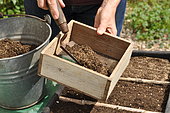 Sowing wild companion plants in a tray