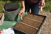Semis en caissette de plantes sauvages auxiliaires. Le semis en caissette permet de surveiller la levée et de la conserver hors d'attaque des limaces.