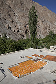 Sun-dried apricots on a roof, Dah village, Brogpas Tribe, Indus Valley, Ladakh, India