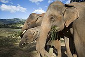 Asian Elephants (Elephas maximus) eating young bamboo shoots, Nong Tao, Chiang Mai Province, Thailand