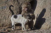 Hamadryas baboon (Papio hamadryas), young grooming a cat (Felis silvestris), Saudi Arabia