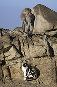 Hamadryas baboon (Papio hamadryas), young on rock over a cat (Felis silvestris), Saudi Arabia
