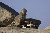 Hamadryas baboon (Papio hamadryas), young mounting a cat (Felis silvestris), Saudi Arabia