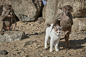 Hamadryas baboon (Papio hamadryas), young mounting a cat (Felis silvestris), Saudi Arabia