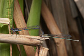 Evan's bluetails (Ischnura evansi), mating, Saudi Arabia