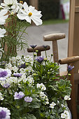Annuals and garden tools
