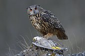 Eurasian Eagle-Owl (Bubo bubo), female at its feeding place with a captured Peregrine Falcon (Falco peregrinus) in its claws, Swabian Alb Biosphere Reserve, Baden-Württemberg, Germany, Europe