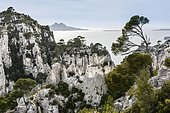 Massif des Calanques, limestone cliffs, Calanques National Park or Parc National des Calanques, Vaufrèges, Marseille, Provence-Alpes-Côte d'Azur, France, Europe