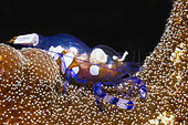 Anemone Shrimp (Periclimenes brevicarpalis) amongst tentacles of sea anemone, Mayotte