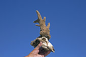 Trophy of Roe deer (Capreolus capreolus), velvet, Aveyron, France