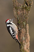 Middle spotted woodpecker (Leiopicus medius) Woodpecker looking for food, Hungry winter