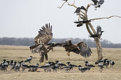 White-tailed eagle (Haliaeetus albicilla) Eagle feeding in the steppe, Hungary, Winter
