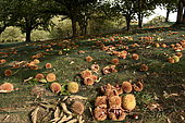 Harvest of chestnuts in autumn, Ardèche, France