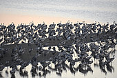 Cranes (Grus grus) grooming before flying in the surrounding meadows at dawn, Lake Arjuzanx, Landes, Aquitaine, France