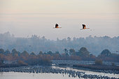 Cranes (Grus grus) flying in the surrounding meadows at dawn, Lake Arjuzanx, Landes, Aquitaine, France