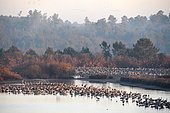 Cranes (Grus grus) grooming before flying in the surrounding meadows at dawn, Lake Arjuzanx, Landes, Aquitaine, France