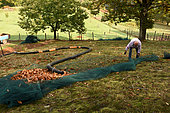 Harvest of chestnuts in autumn, Prunet, Ardèche, France