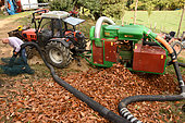 Harvest of chestnuts in autumn, Prunet, Ardèche, France