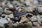 European yellow tailed scorpion (Euscorpius flavicaudis), France