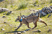 Iberian Lynx (Lynx pardinus) with transmitting collar, Extremadura, Spain