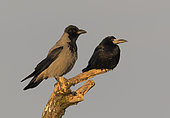 Hooded crow(Corvus cornix) and Rook (Corvus frugilegus), Crow roosting in a tree, Hungary, Winter