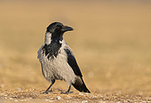 Hooded crow (Corvus cornix) Crow ilooking for food,, Hungary, Winter