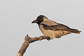 Hooded crow (Corvus cornix) Crow perched in a tree, Hungary, Winter