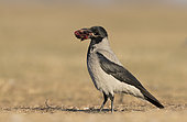 Hooded crow(Corvus cornix) Crow with food in his bill, Hungary, Winter