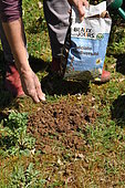 Sowing on molehill in a wild garden