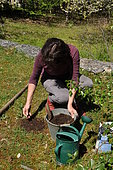 Sowing on molehill in a wild garden