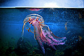 Highly stinging Jellyfish (Pelagia noctiluca) a few meters deep, Tyrrhenian sea, Bacoli, Italy