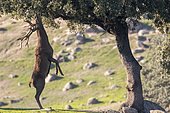 Red deer (Cervus elaphus) male eating foliage, Andujar Natural Park, Jaen, Spain
