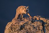 Red fox (Vulpes vulpes) on rock, Guadarrama National Park, Spain