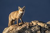 Red fox (Vulpes vulpes) on rock, Guadarrama National Park, Spain