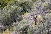Spanish lynx (Lynx pardinus), Andujar Natural Park, Jaen, Spain
