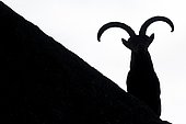 Bouquetin d'Espagne (Capra pyrenaica), Silhouette sur rocher, Sierra de Guadarrama, Espagne. Photo hautement recommandée (catégorie mammifères) au NPOTY 2017 (Nature Photographer Of The Year). 2e prix (catégorie portrait) du Golden Turtle 2018.