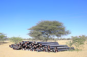 Stock of water pipes waiting to be buried to feed people living on the edge of the Thar desert between Jaisalmer and Jodhpur, Rajasthan, India