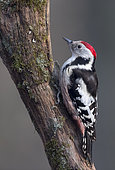 Middle spotted woodpecker (Leiopicus medius) Woodpecker looking for food, Hungary, Winter